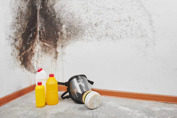 Best Crawl Space Mold Removal  in Vestavia Hills, AL