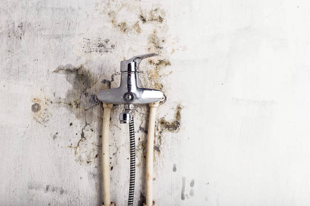 Best Local Mold Removal Service  in Vestavia Hills, AL