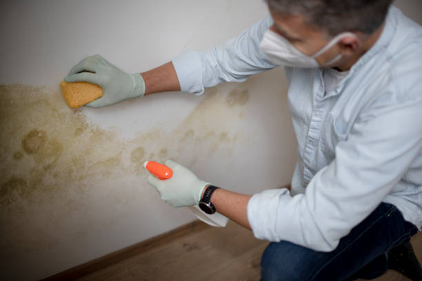 Mold Removal and Inspection in Vestavia Hills, AL